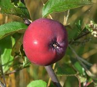 Rødkødet æblesort Aldenham Purple